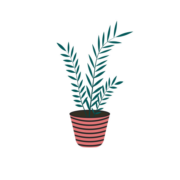 在花盆里的家植物，孤立在白色的背景上。图片下载