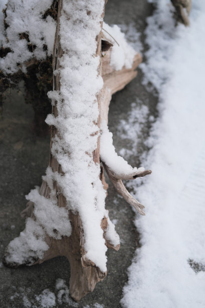 浮木上的白雪图片下载