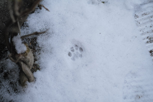 雪地上有一只小猫的脚印图片下载