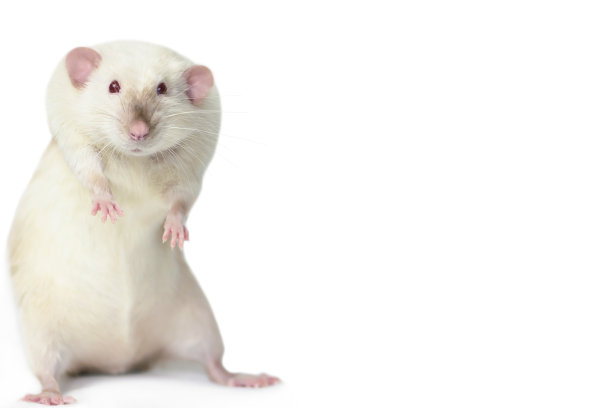 有趣可爱的老鼠看起来惊讶的白色背景图片下载