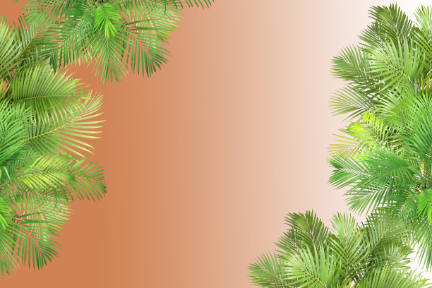 俯视图棕榈叶树为夏季背景图片下载