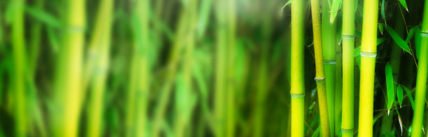 绿色的竹林背景，带有模糊复制空间的异国丛林，右边前景是竹藤图片下载