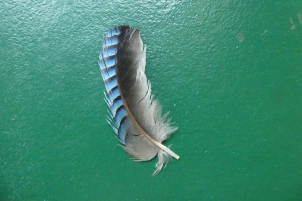 jay羽毛图片下载