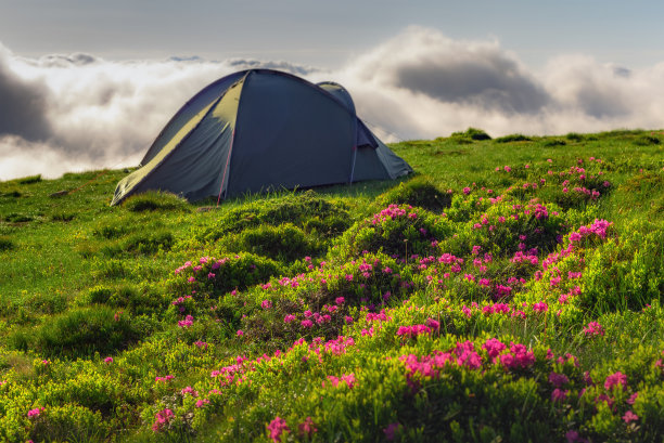 旅游帐篷，粉红色的野生杜鹃花和夏山上的雾。喀尔巴阡山脉的,乌克兰。图片下载
