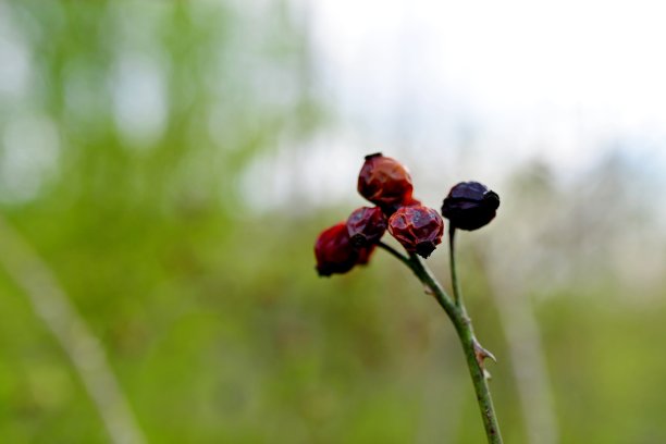 玫瑰果图片下载