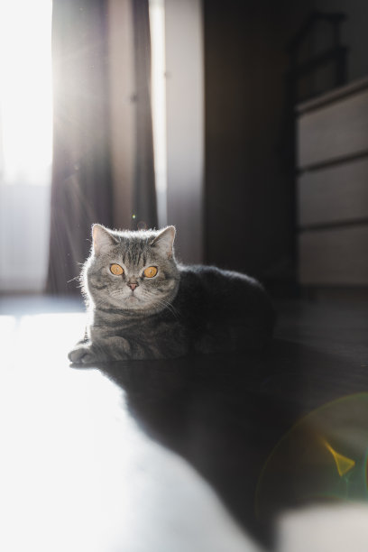 一只英国猫躺在窗前的地板上。图片下载