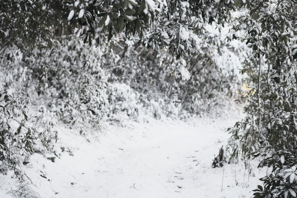 图像素材雪堆积在森林与模糊的背后图片下载