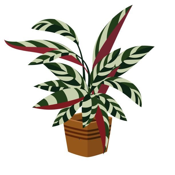 室内盆栽植物图片下载