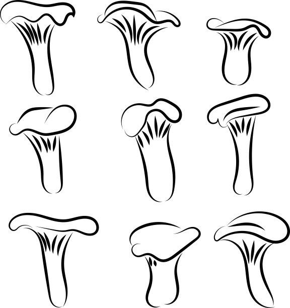 鸡油菌组手绘线条艺术图片下载