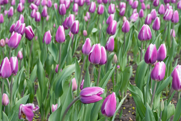 早春，紫色郁金香在花坛里。图片下载