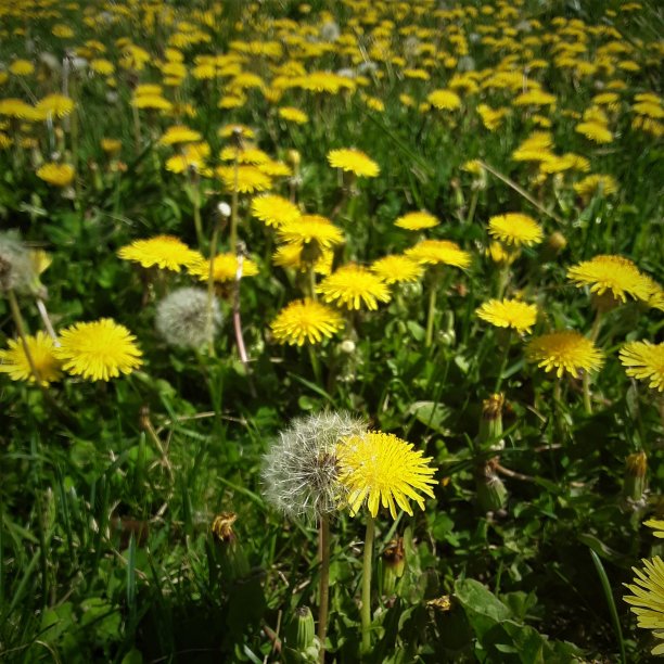 阳光下的蒲公英种子图片下载