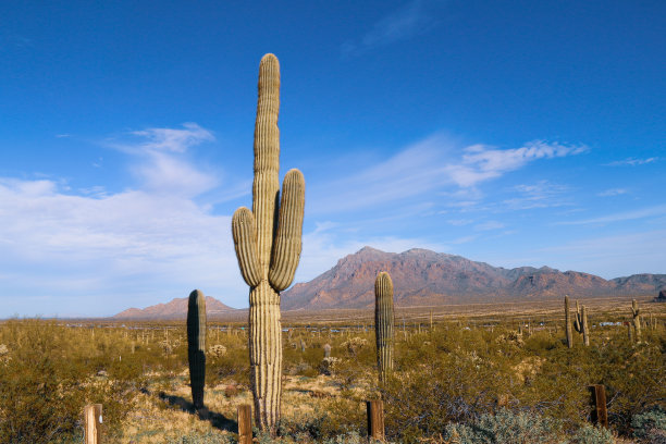 高大的仙人掌灌木植物在沙漠设置与山脉干燥的牧场土地超越景观背景图片下载