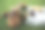 传统的一套花盆和篮子装满浆果在绿色的草地上图片下载