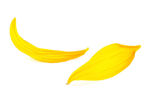 两片黄色的花瓣孤立在白色的背景上，向日葵的花瓣。图片下载