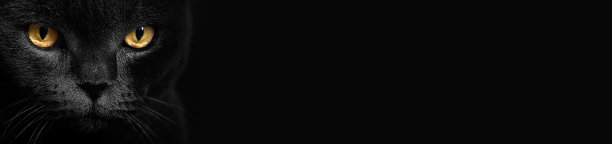 黑色背景上的黄色猫眼。猫看。黄眼睛的脸。带有文本空间的水平横幅。图片下载