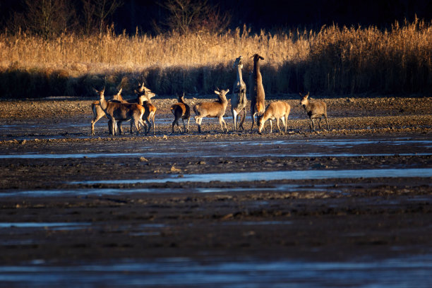 跳舞的野生动物，早上庆祝图片下载