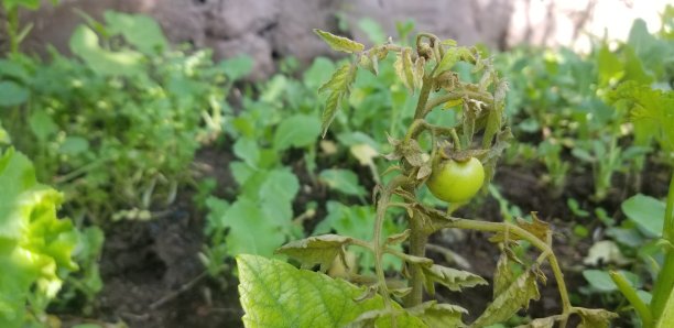 克什米尔的野生水果图片下载