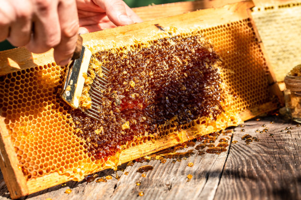 养蜂。提取蜂蜜的框架，养蜂人与蜜蜂一起工作的工具，养蜂人从蜂巢框架上取下蜡盖图片下载