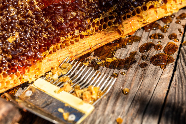 一种养蜂人与蜜蜂一起工作的工具。用烟，用热叉从蜂巢中切割蜡盖提取蜂蜜，蜂巢概念图片下载