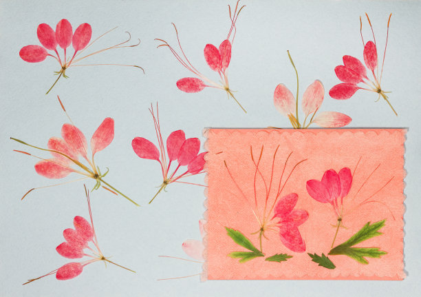 旧相册里的一页。花醉蝶花属。剪贴簿元素装饰的叶子，花和花瓣花。贺卡，请柬和祝贺。用于剪贴簿，问候。图片下载