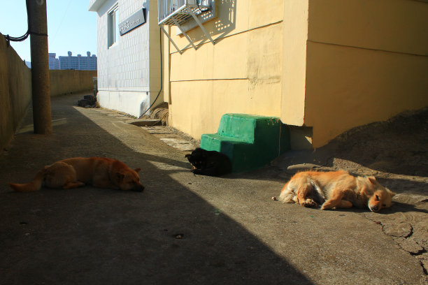 狗在街上小睡图片下载