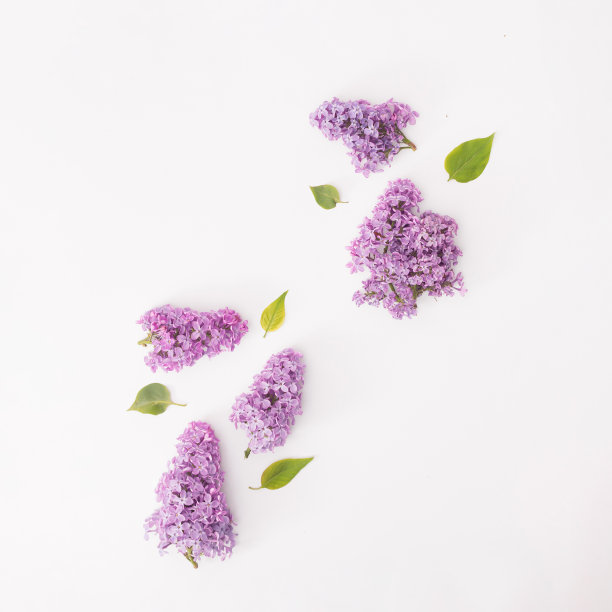 在白纸上用绿叶排列淡紫色。图片下载