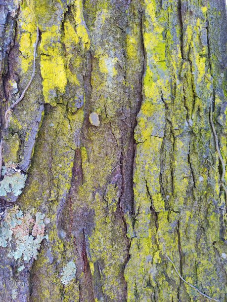 长满苔藓的树皮-满图片下载