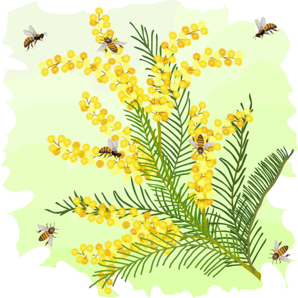 含羞草和蜜蜂图片下载