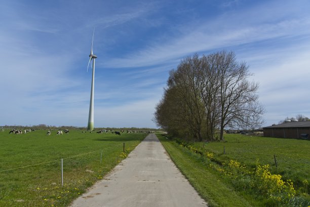 奶牛是农民的田地里的一个大风车图片下载