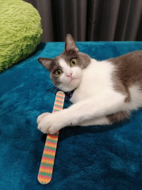 一只白灰相间的小猫，手里拿着指甲锉图片下载