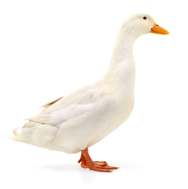 鸭子在白色的。图片下载