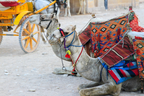 埃及吉萨金字塔的骆驼特写图片下载