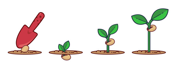植物增长阶段。种子发芽开花。种植植物。带叶子的植物平面卡通插图。成长的过程。图片下载