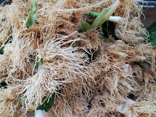 蔬菜市场有机蔬菜根系大量渗漏-库存照片图片下载