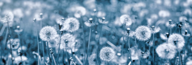 蓬松的吹球，蒲公英种子在草地上用蓝色滤纸制成图片下载