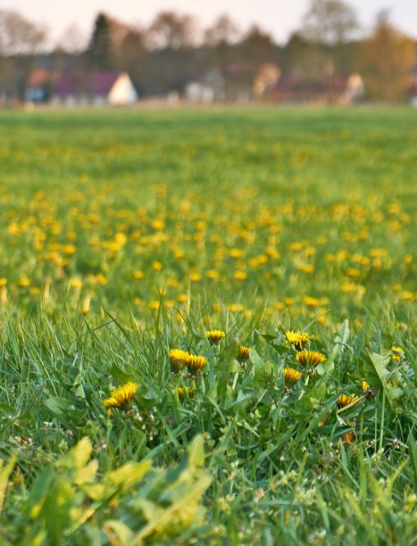 草地上长着新鲜的蒲公英图片下载