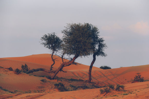 亚洲，阿拉伯联合酋长国，拉斯海马沙漠图片下载