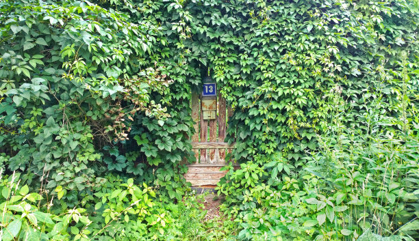 一扇旧木门，上面有一个信箱和一个号码，上面爬满了绿藤图片下载