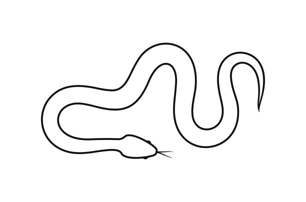蛇的轮廓。白色背景上孤立的蛇图片下载