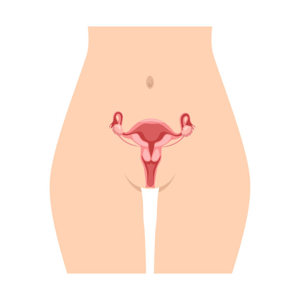 生殖系统图片下载