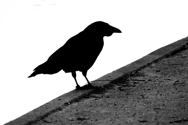 人行道上乌鸦的剪影图片下载