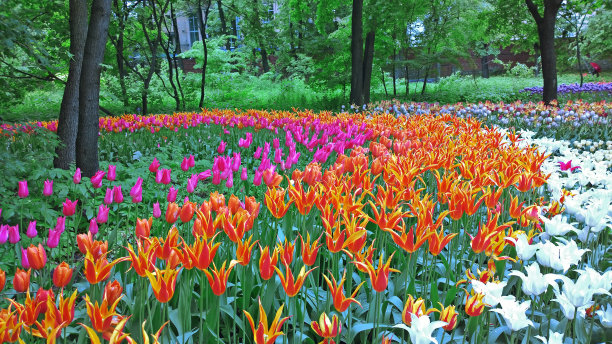 春天公园里美丽多彩的郁金香图片下载
