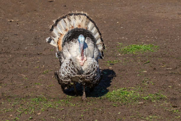 年长的雄性火鸡抖动羽毛的正面照图片下载