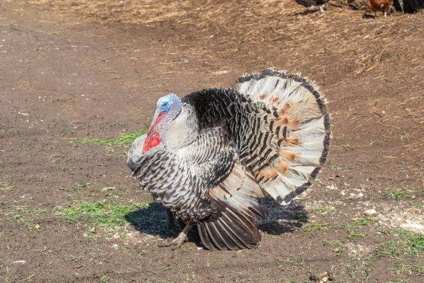 成熟的公火鸡，公火鸡。汤姆把羽毛弄松。图片下载