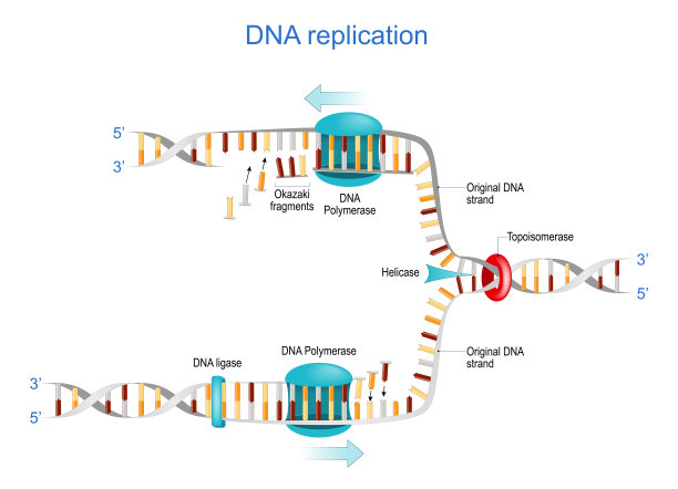 DNA复制。冈崎片段，拓扑异构酶，解旋酶，DNA聚合酶图片下载
