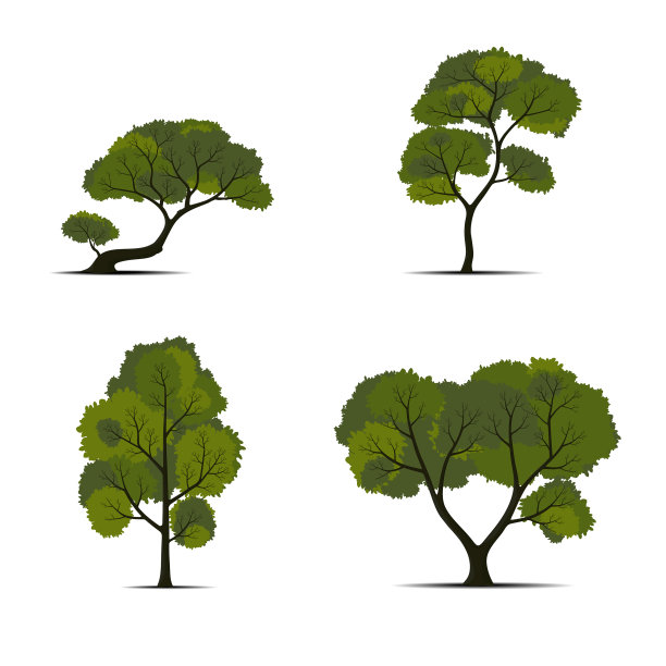 设置绿树隔离在白色背景图片下载