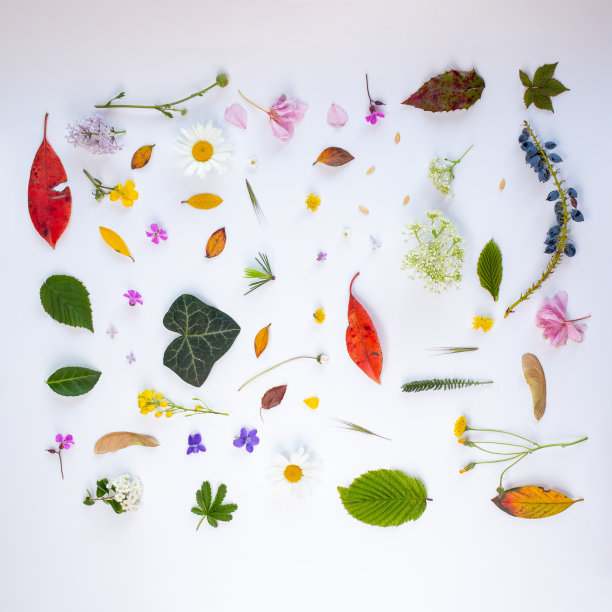 设置自然的叶子和花朵在光的背景图片下载