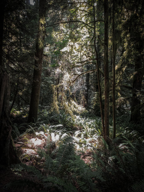 长满青苔的森林图片下载