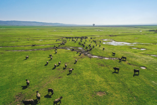 草地上有一群水牛。图片下载