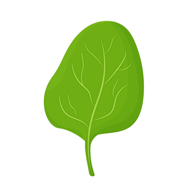 叶明亮生孤立在白色图片下载